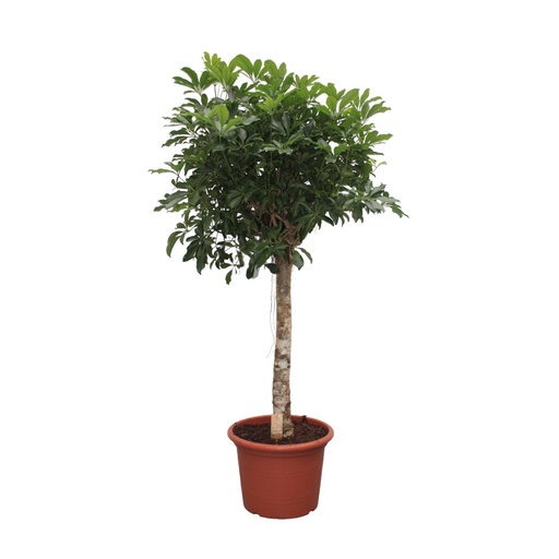 "Schefflera Arboricola Compacta Baum - 190 cm - ø45 image"