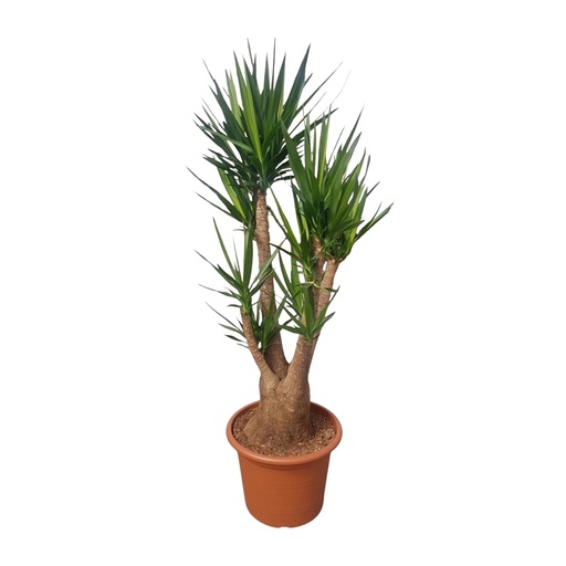 "Yucca Elephantipes verzweigt - 190 cm - ø55 image"