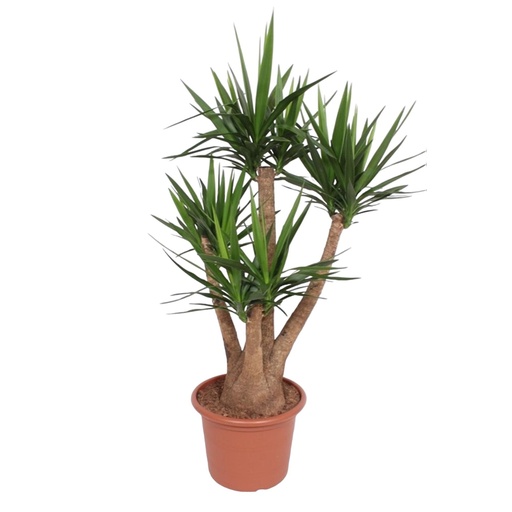 "Yucca Elephantipes verzweigt - 170 cm - ø45 image"