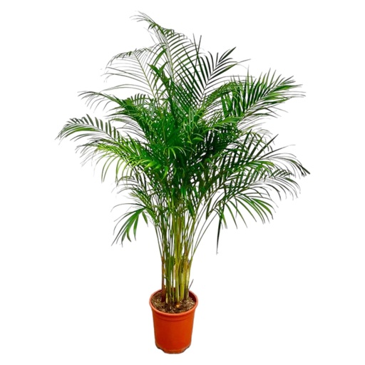 "Dypsis Lutescens (Arecapalme) - 160 cm - ø27 image"