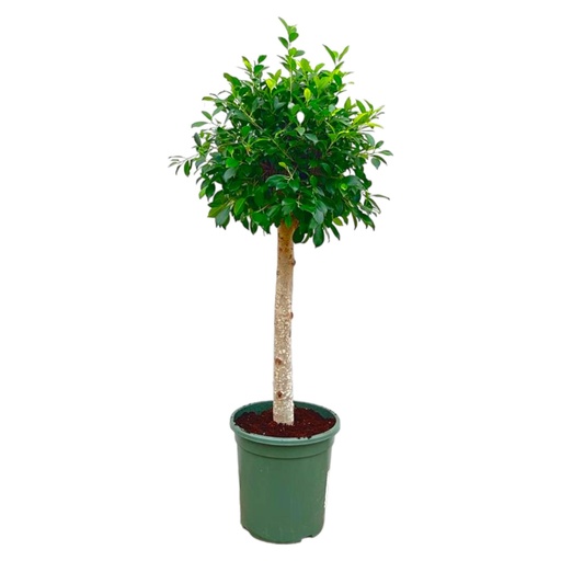 "Ficus Nitida auf Stamm - 130 cm - ø30 image"