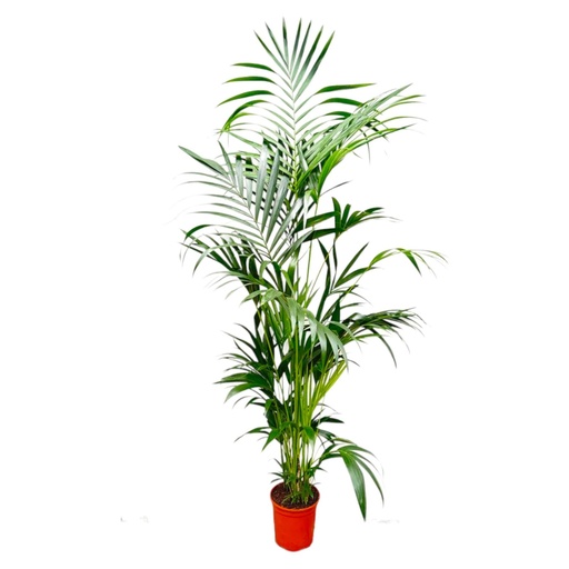 "Kentia Palme - 200 cm - ø24-30cm image"