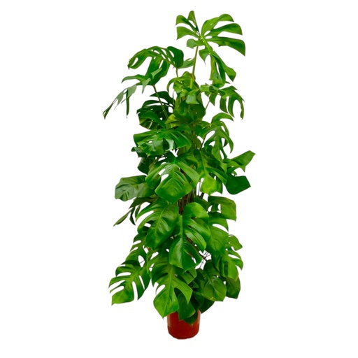 "Monstera Deliciosa XXL - 180 cm - ø27 image"