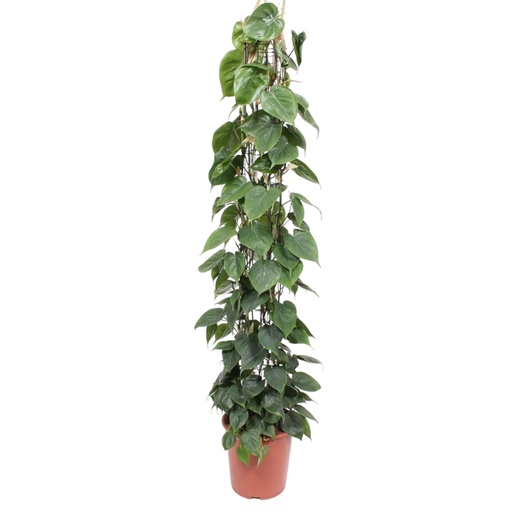 "Philodendron Scandens Drahtgitter-Rack - 160 cm - ø27 image"