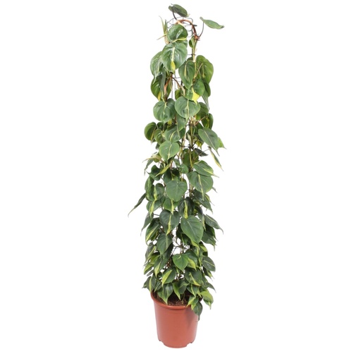 "Philodendron Scandens Brasil Drahtgitter-Rack - 160 cm - ø27 image"