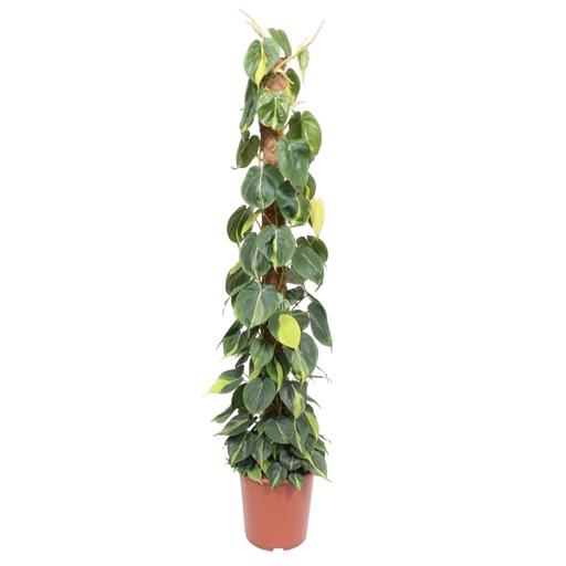 "Philodendron Scandens Brasil Moosstab - 150 cm - ø27 image"