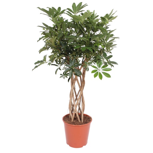 "Schefflera Arboricola Compacta geflochtener Stamm - 130 cm - ø30 image"