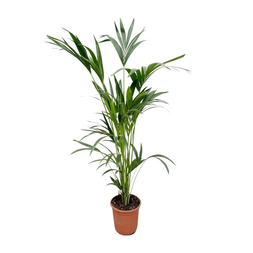 "Kentia Palme - 160cm - Ø24 image"