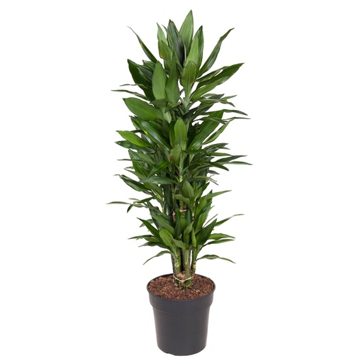 "Dracaena Janet Lind verzweigt - 110 cm - ø27 image"