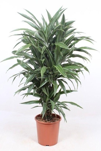 "Dracaena Warneckei - 100 cm - ø27 image"