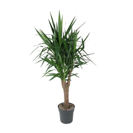 "Yucca Elephantipe verzweigt - 150 cm - ø31 image"