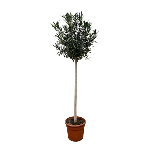 "Nerium Oleander auf Stamm mit weißen Blüten - 170cm- Ø40 image"