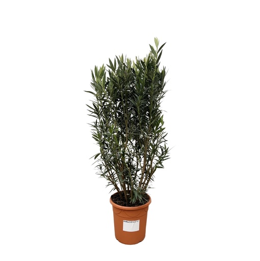 "Nerium Oleander Strauch - 180cm- Ø40 image"