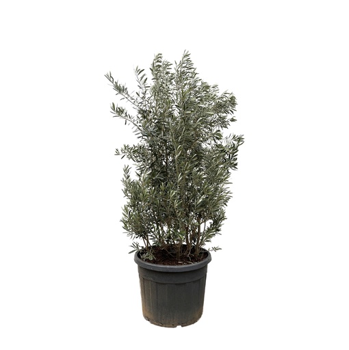 "Olea Europaea Strauch - 250cm- Ø55 image"
