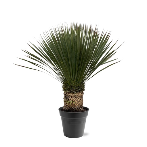 "Yucca Rostrata - 80 - 100cm - Ø38 image"