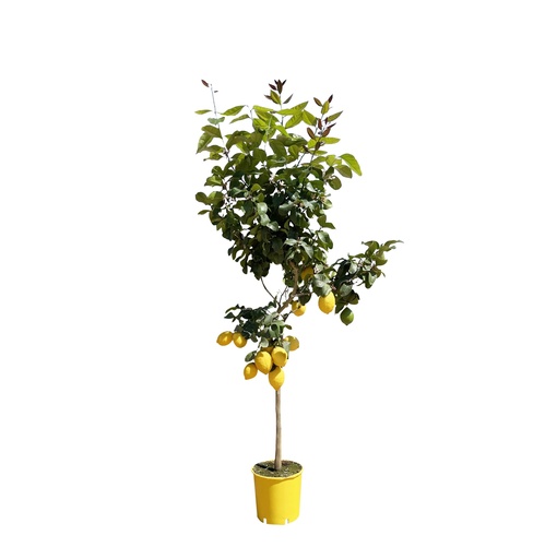 "Zitronenbaum - 150 cm - ø30 image"