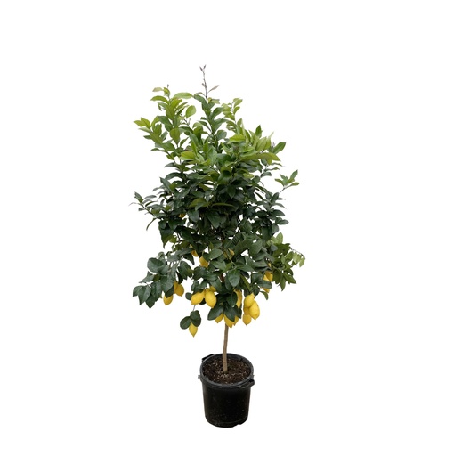 "Citrus Zitrone - 210cm - ø40 image"