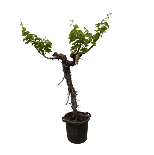"Weinrebe (Vitis Vinifera) Stamm verzweigt - 200cm - ø35 image"
