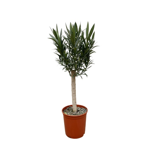 "Nerium Oleander on stem with weiße Blüte - 110cm - Ø30 image"