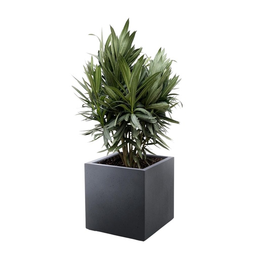 "Nerium Oleander Strauch mit roter Blüte - 70cm- Ø19 image"