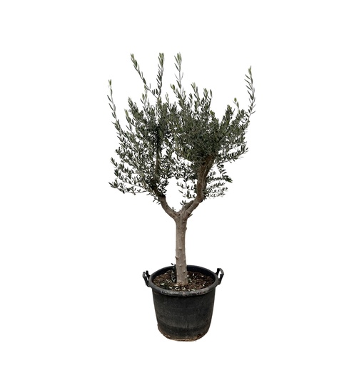"Olea Europaea Cultivo - 230cm- Ø45 image"