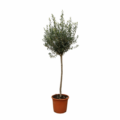 "Olea Europaea auf Stamm - 160cm- Ø24 image"