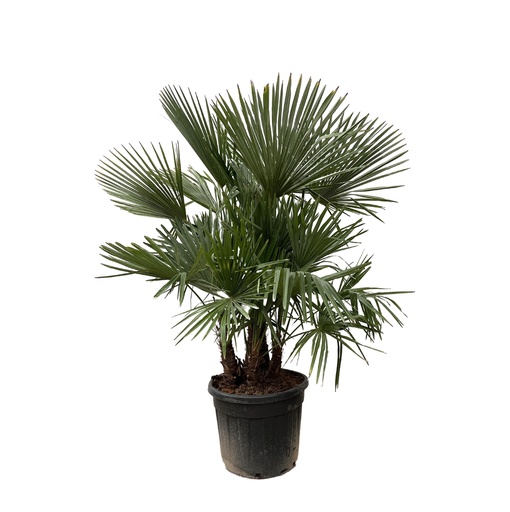 "Trachycarpus mehrstämmig - 230cm- Ø50 image"