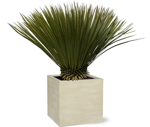 "Yucca Rostrata - 70cm- Ø30 image"