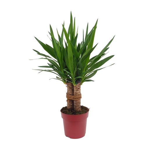 "Yucca "Tres Cañas" 30 Stamm P19 - Ø19cm - ↕70cm image"