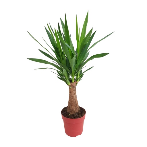 "Yucca "Maya Tree" 30stamm P19 - Ø19cm - ↕80cm image"