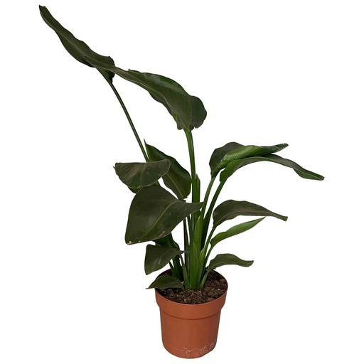 "Strelitzia Nicolai 2er-Set - Ø17cm - ↕65cm image"