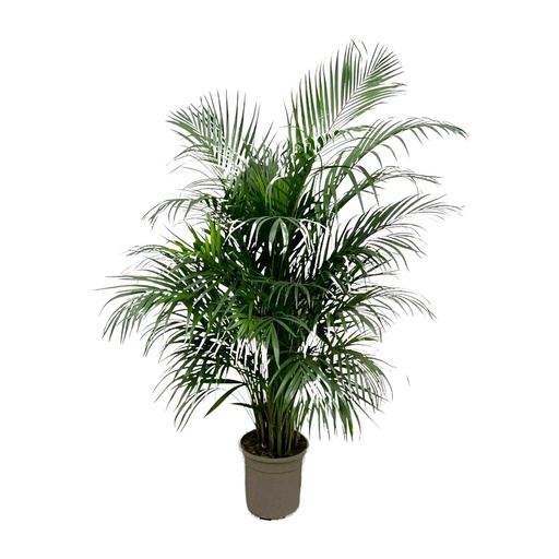 "Dypsis Lutescens (Areca-Palme) 140 cm - ø21-24 image"