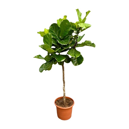 "Ficus Lyrata Baum XXL - 200 cm - ø40 image"