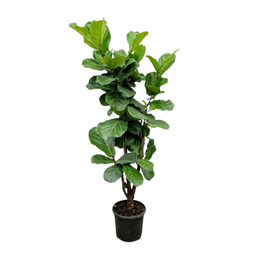 "Ficus Lyrata verzweigt - 150cm - ⌀30-32 image"