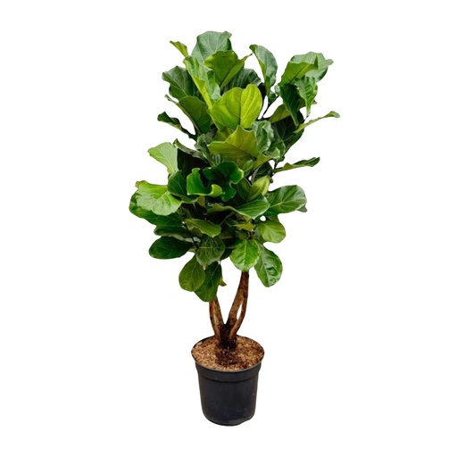 "Ficus Lyrata verzweigt XL - 170cm - ø34 image"