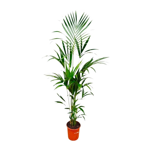 "Kentia-Palme - 180cm - ⌀21 -25 image"