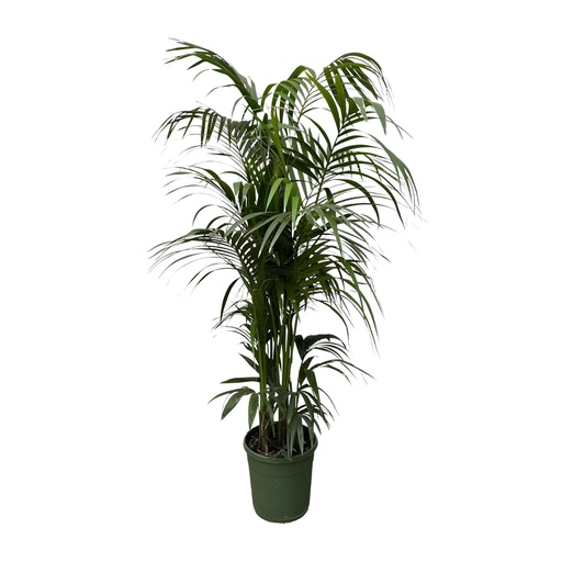 "Kentia-Palme - 220 cm - ø38 image"