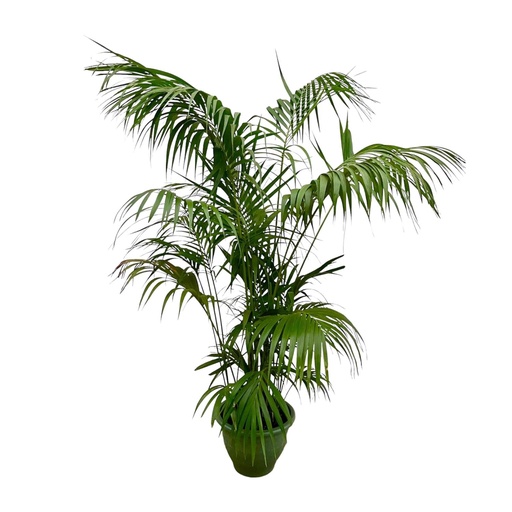 "Kentia Palme XXL - 275cm - ø32-40cm image"