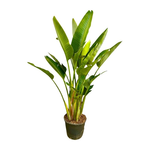 "Strelitzia Augusta mehrstämmig XXL - 225cm - ø32 image"