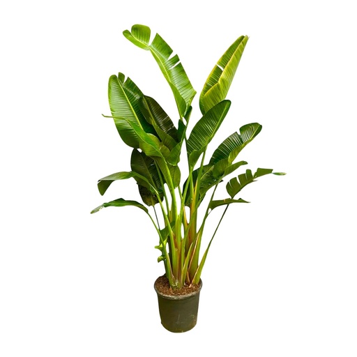 "Strelitzia Augusta Mehrstamm XXL - 250 cm - ø50 image"