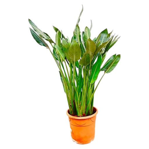 "Strelitzia Reginae XL - 150cm - ⌀30 image"