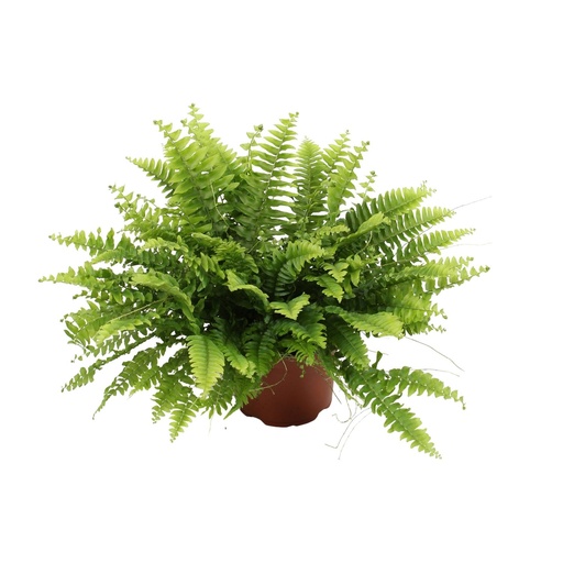 "Nephrolepis Boston Grün Moment - Ø12cm - ↕20cm image"