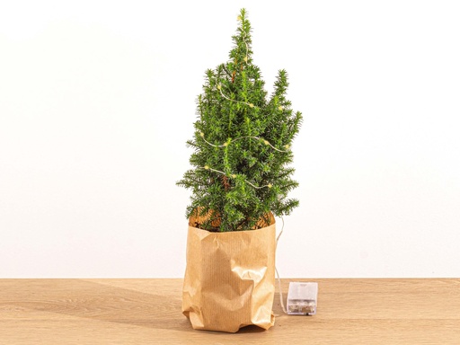 "Mini-Weihnachtsbaum - Chamaecyparis - 25-30 cm hoch + Beleuchtung image"