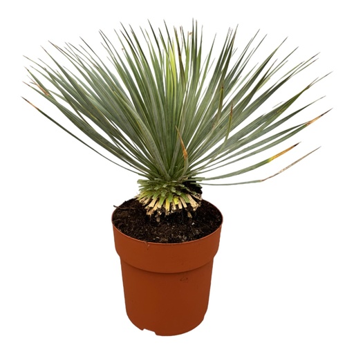"Yucca Rostrata auf Stamm - 70 cm - Ø30 image"