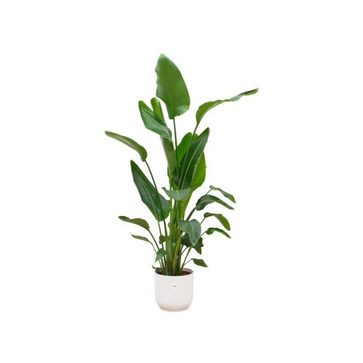"Kombiangebot - Strelitzia Nicolai inklusive elho Vibes Fold Round Weiß Ø30 - 160 cm image"