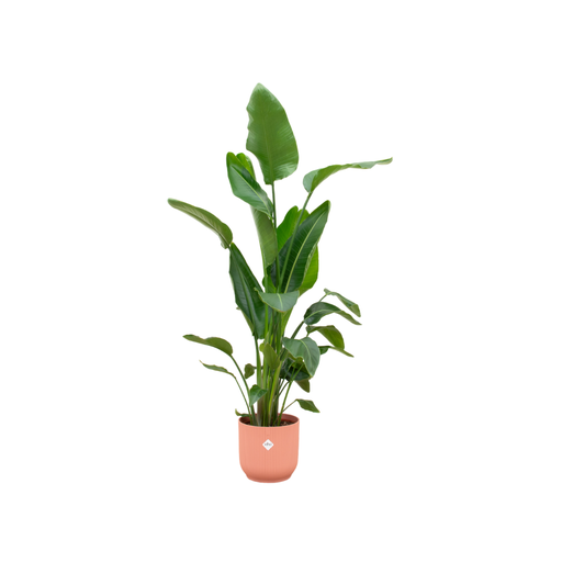 "Kombiangebot - Strelitzia Nicolai inklusive elho Vibes Fold Round Rosa Ø30 - 160 cm image"