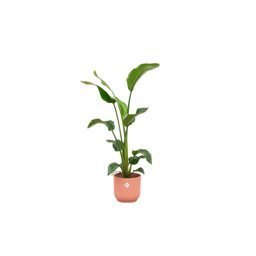 "Kombi-Angebot - Strelitzia Nicolai inklusive elho Vibes Fold Round Rosa Ø22 - 100 cm image"