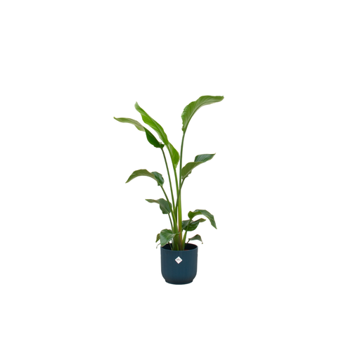"Kombi-Angebot - Strelitzia Nicolai inklusive elho Vibes Fold Round Blau Ø22 - 100 cm image"