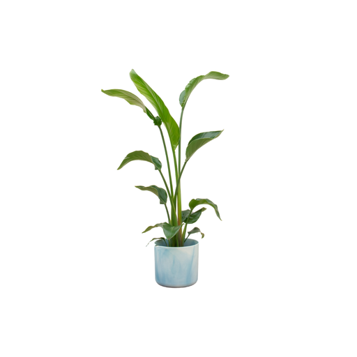 "Kombiangebot - Strelitzia Nicolai inklusive elho Ocean Round atlantic blue Ø22 - 100 cm image"