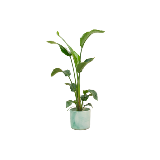 "Kombiangebot - Strelitzia Nicolai inklusive elho Ocean Round pacific green Ø22 - 100 cm image"